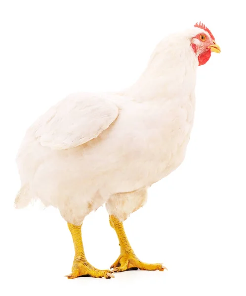Одна Белая Курица Белом Фоне — стоковое фото