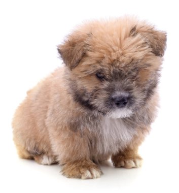 Kahverengi güzel köpek yavrusu beyaz arka planda izole edilmiş..