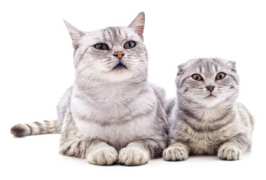 Gri kedi ve kedi yavrusu beyaz arka planda izole edilmiş..