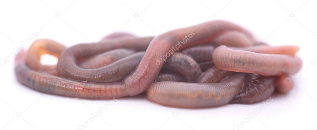 One pile of slippery earthworms isolated on a white background.