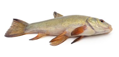 Beyaz arka planda izole edilmiş büyük taze balık.