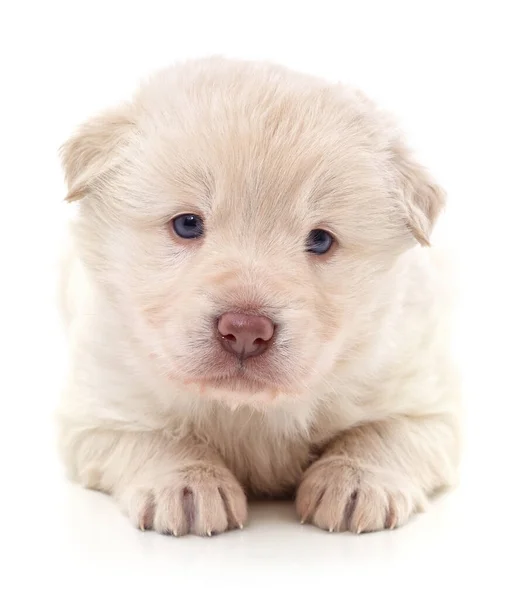 One White Puppy Isolated White Background — Stock fotografie