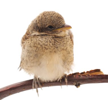 Beyaz arka planda izole bir daldaki kahverengi kuş.