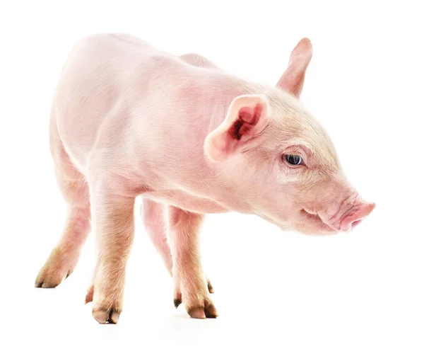 One Pink Little Pig Isolated White Background — Stock Photo, Image