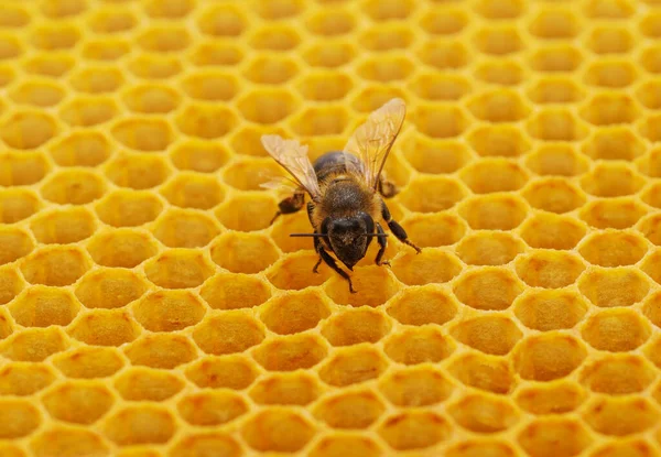 One Little Bee Yellow Honeycombs Honey — Stock Photo, Image