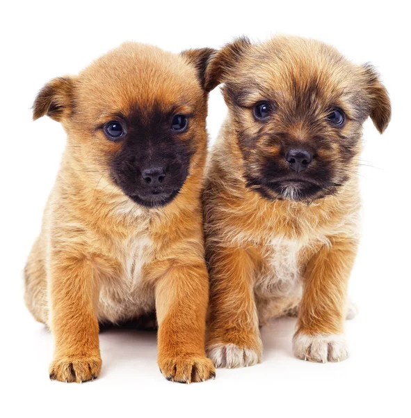 Two Little Brown Puppies Isolated White Background — Stock Photo, Image