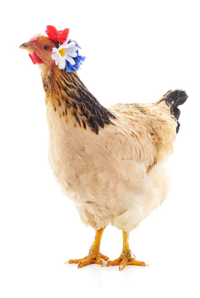 Beyaz Arka Planda Izole Edilmiş Çelenkli Tavuk — Stok fotoğraf