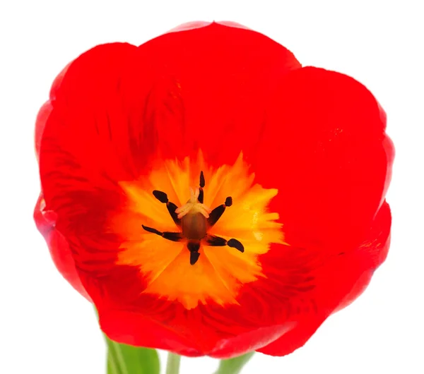 Satu Tulip Merah Diisolasi Pada Latar Belakang Putih — Stok Foto