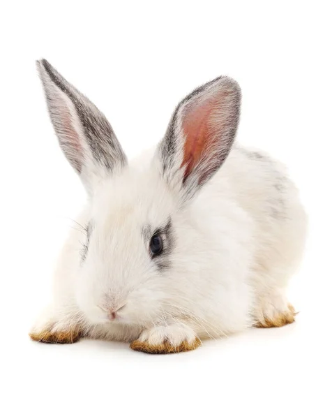 Ein Weißes Kaninchen Isoliert Auf Weißem Hintergrund — Stockfoto