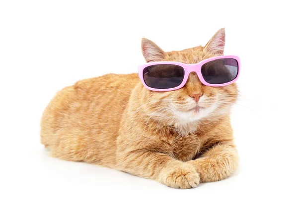 Кошка Солнечных Очках Белом Фоне — стоковое фото