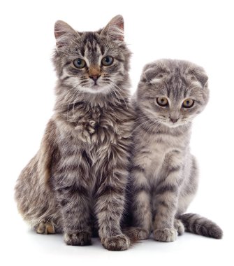 Gri kedi ve kedi yavrusu beyaz arka planda izole edilmiş..
