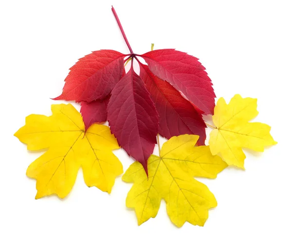 Multicolored Autumn Leaves Isolated White Background — Stockfoto