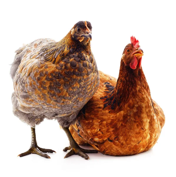 Beyaz Arka Planda Iki Büyük Tavuk Izole Edilmiş — Stok fotoğraf