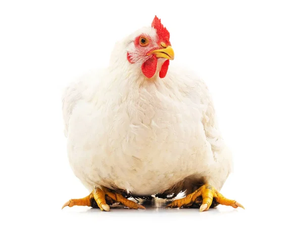 Una Gallina Bianca Isolata Uno Sfondo Bianco — Foto Stock