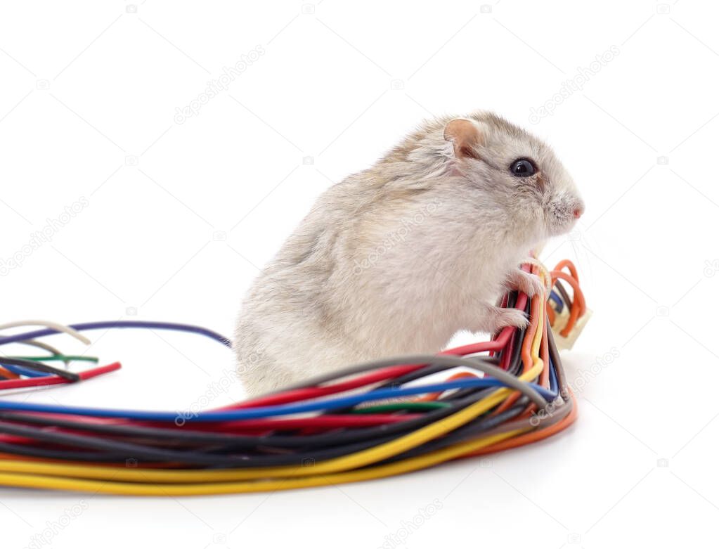 Hamster biting a cable isolated on a white background.