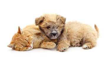 Köpek yavrusunun yanında uyuyan kedi beyaz bir arka planda izole edilmiş..