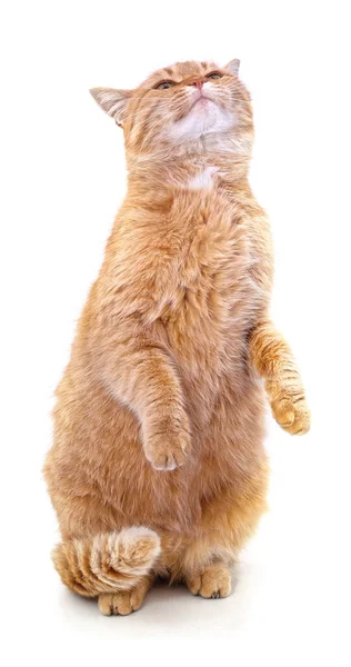 Gato Vermelho Sobre Pernas Traseiras Isolado Fundo Branco — Fotografia de Stock