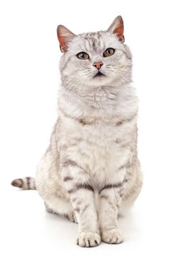 Gri güzel kedi beyaz arka planda izole edilmiş..
