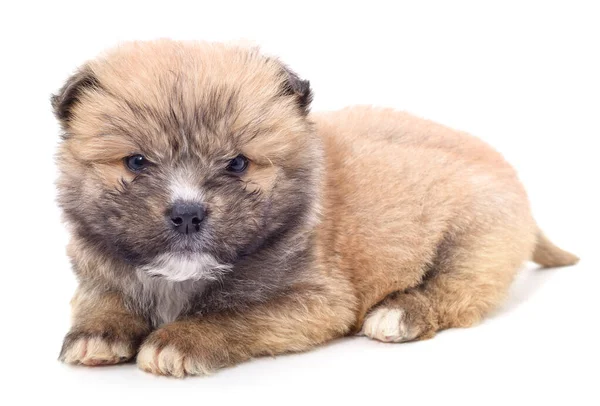 Cachorrinho Bonito Marrom Isolado Fundo Branco — Fotografia de Stock