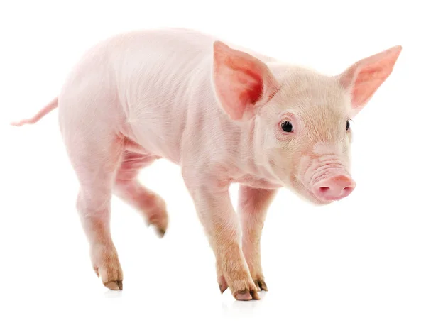 One Little Pink Pig Isolated White Background — Stock Photo, Image