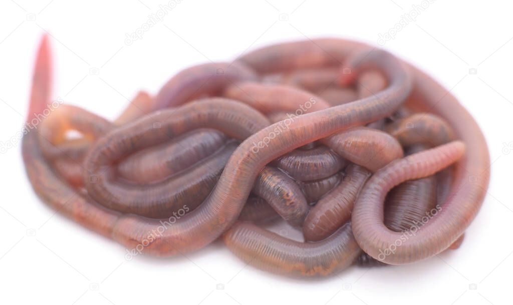 Pile of earthworms isolated on a white background.