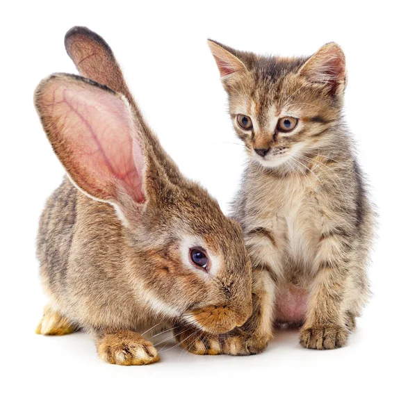 在白色背景上分离的棕色兔子和棕色条纹猫 — 图库照片