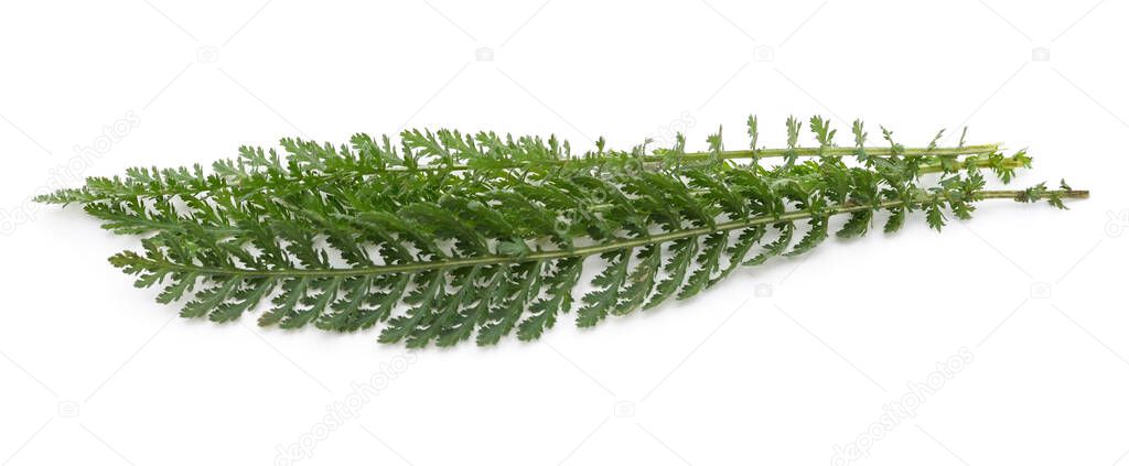 Green leaves of yarrow isolated on white background.