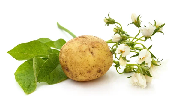 Картофель Цветами Листьями Белом Фоне — стоковое фото