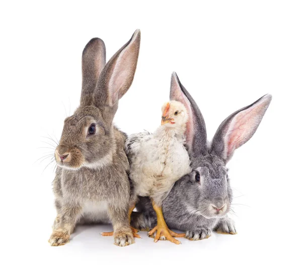 Kaniner Och Kyckling Isolerad Vit Bakgrund — Stockfoto