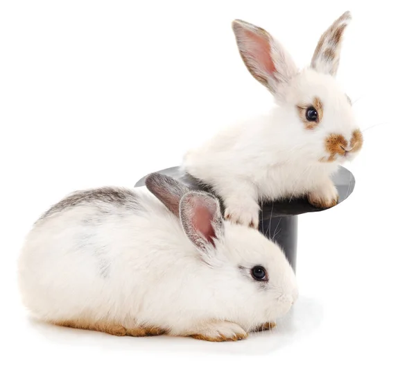 배경에 고립되어 마리의 토끼와 — 스톡 사진