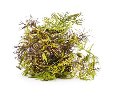 Beyaz arkaplanda bir grup yeşil yosun izole edilmiş..