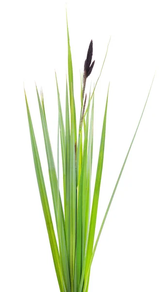 Bunch Green Sedge Flower Isolated White Background — Stock Photo, Image
