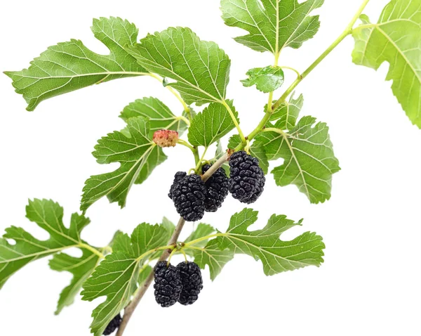 Moras Maduras Con Hojas Sobre Fondo Blanco —  Fotos de Stock