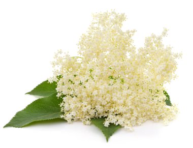 Beyaz arkaplanda beyaz leylak çiçeği ve yeşil yapraklar..