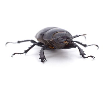 Siyah geyik böceği beyaz arka planda izole edilmiş..