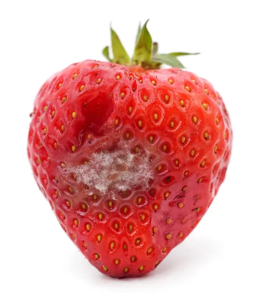 Strawberry with mold stock image. Image of natural, dessert