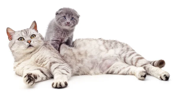 Gato Gris Gatito Aislados Sobre Fondo Blanco — Foto de Stock