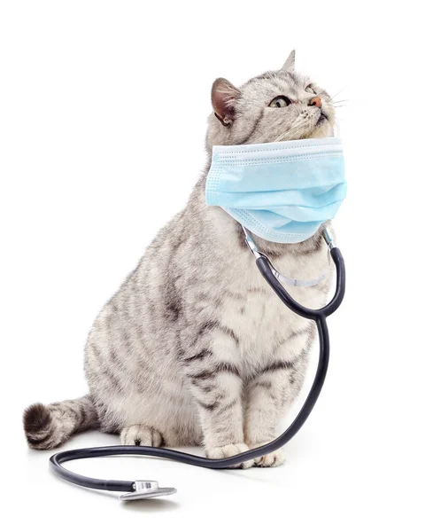 Γάτα Ιατρική Μάσκα Και Φωνοσκόπιο Που Απομονώνονται Λευκό Φόντο — Φωτογραφία Αρχείου