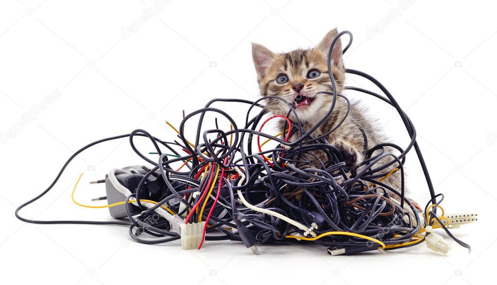 Kitten and a pile of gnawed wires isolated on a white background.