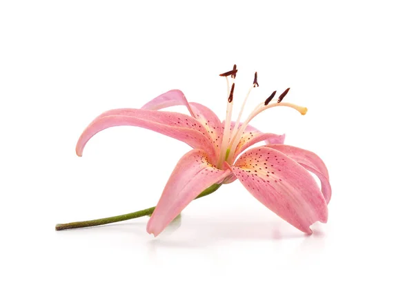 美丽的粉红百合花 白色背景 — 图库照片