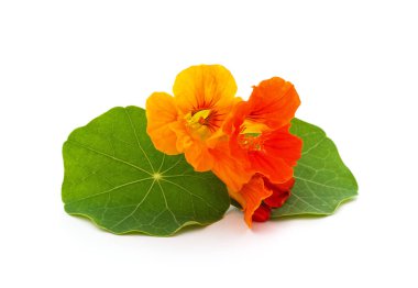 Beyaz arka planda yaprakları olan nasturtium çiçekleri.