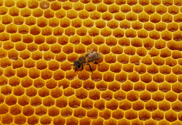 Una Abeja Panal Amarillo Con Miel —  Fotos de Stock