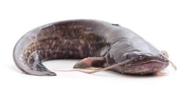 Beyaz arka planda izole edilmiş bir yayın balığı..