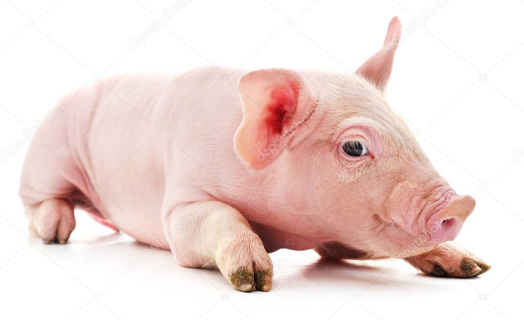 Little pink pig isolated on white background.