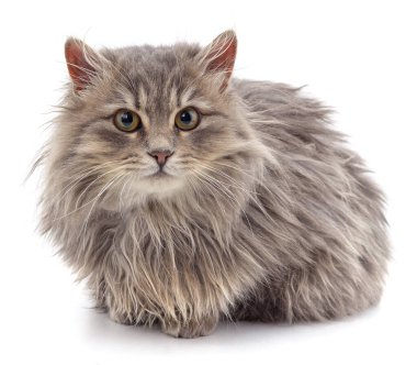 Güzel gri kedi beyaz bir arka planda izole edilmiş..