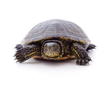 Beyaz arka planda yabani siyah kaplumbağa..