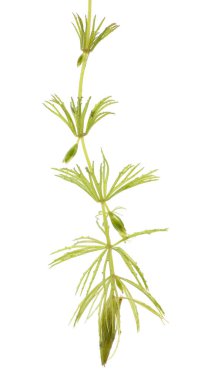 Beyaz arka planda izole edilmiş sert bir boynuzlu kurt..