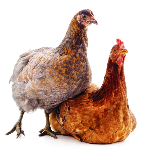 Deux Poulets Bruns Isolés Sur Fond Blanc — Photo