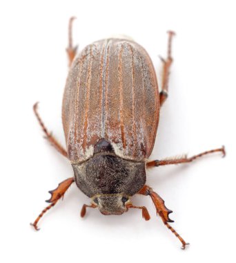 Bir kahverengi böcek beyaz arka planda izole edilmiş..
