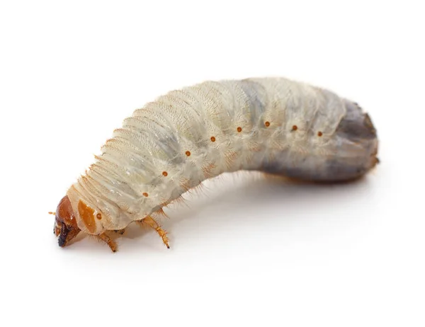 Larva Escarabajo Aislada Sobre Fondo Blanco — Foto de Stock